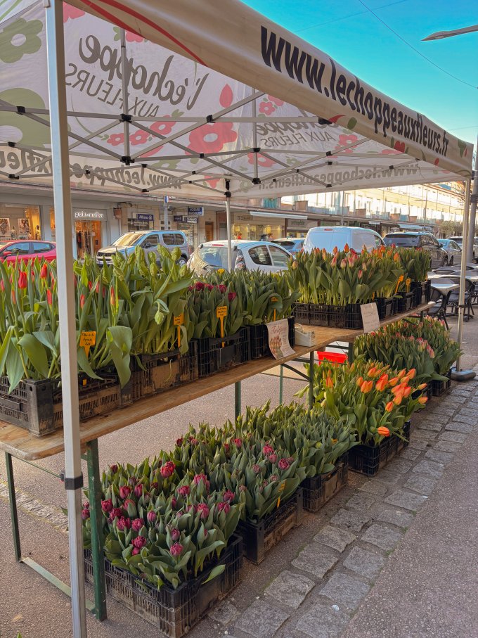 La fraîcheur du matin, la beauté des tulipes photo 3